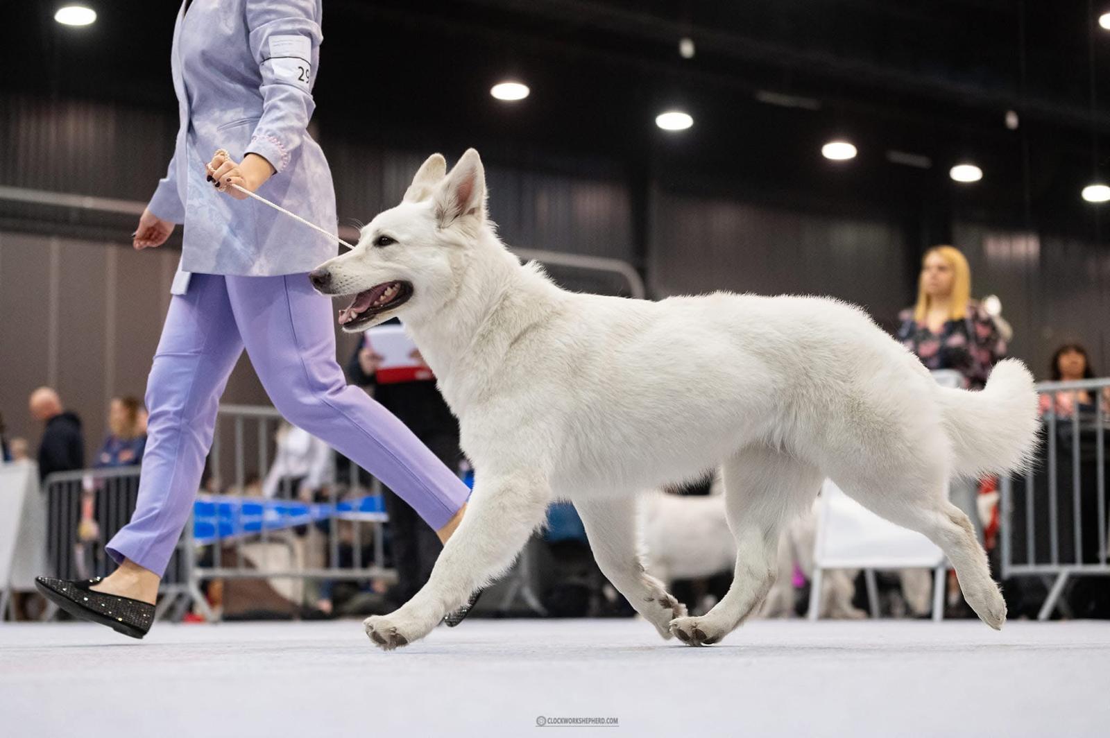 Bella na wystawie psów rasowych - Champion Polski, Biały Owczarek Szwajcarski
